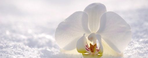 orchidée bon cadeau
